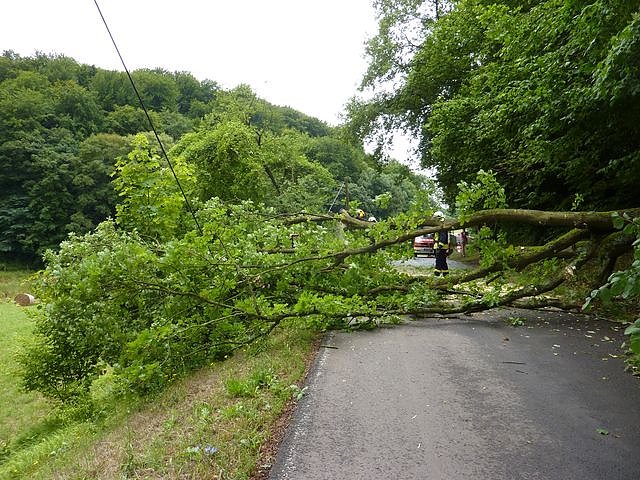 Baum umgest&uuml;rtzt