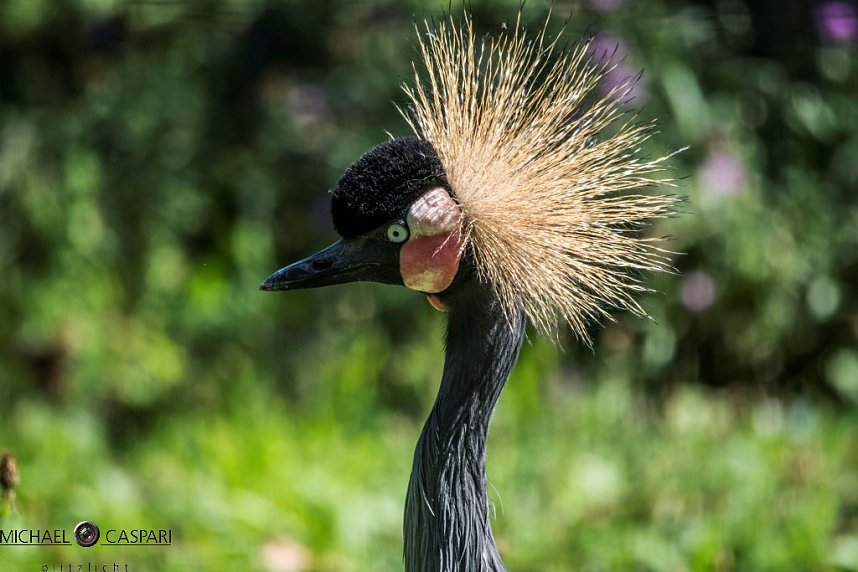 Stuttgart und der Stuttgarter Zoo