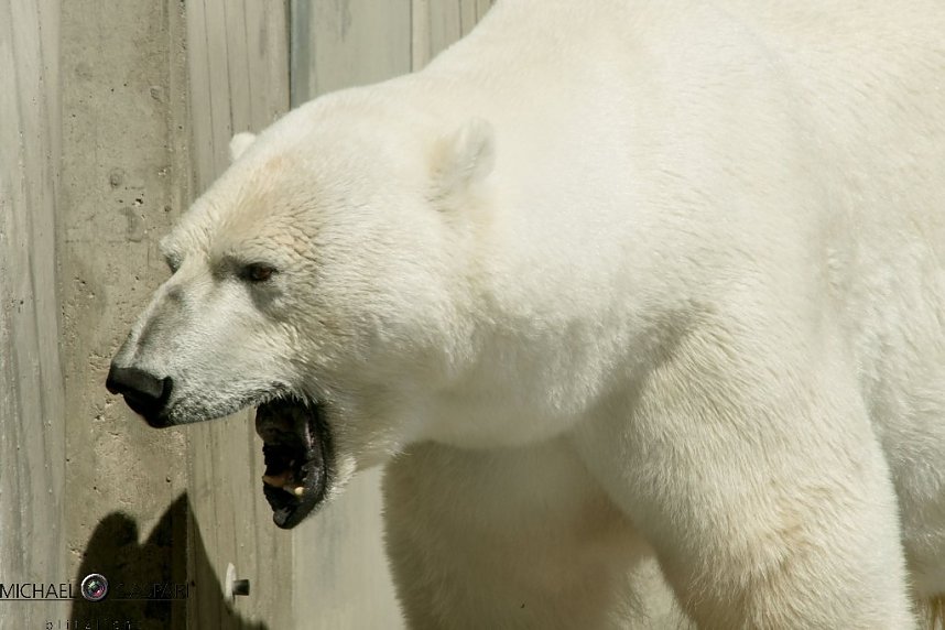 Stuttgart und der Stuttgarter Zoo