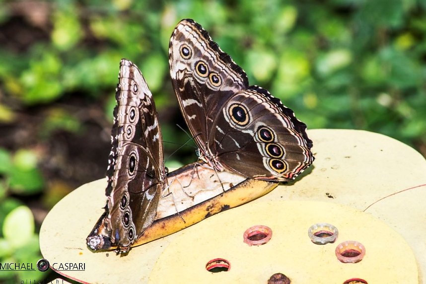 Stuttgart und der Stuttgarter Zoo