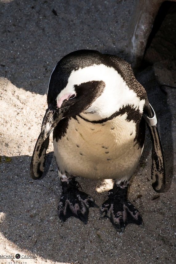 Stuttgart und der Stuttgarter Zoo