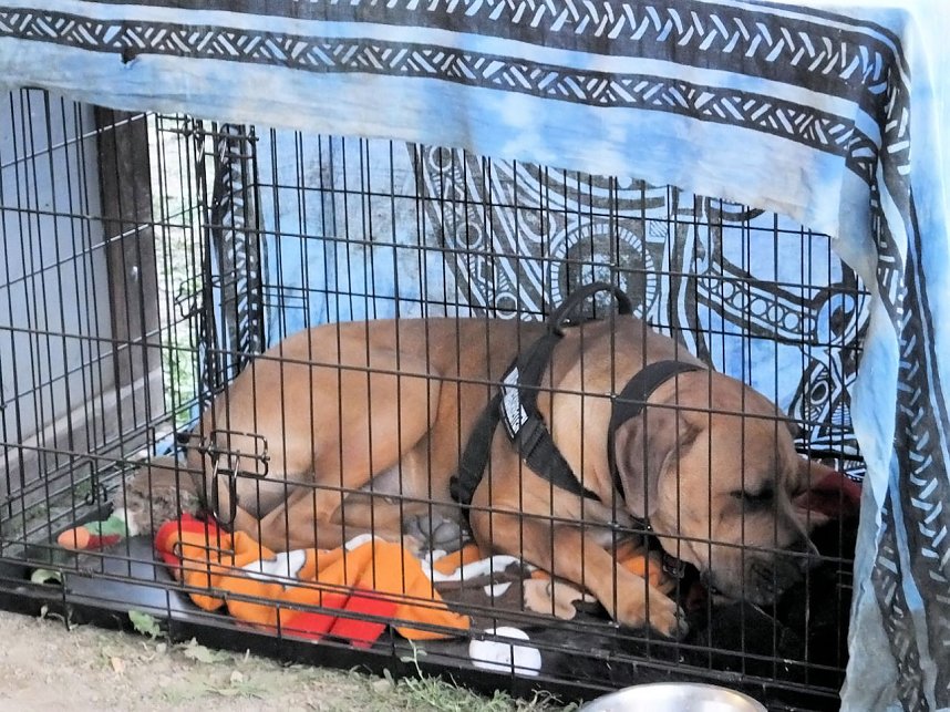 Laternenfest in Halle