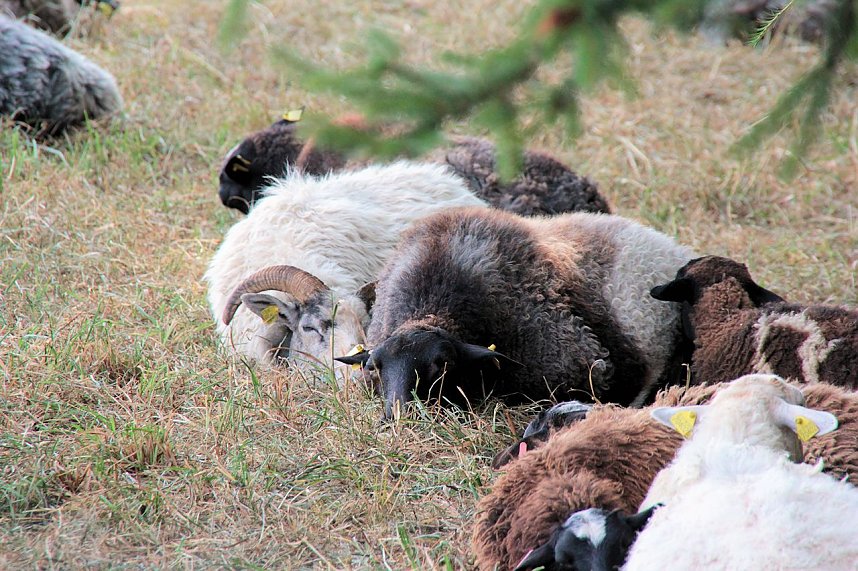 10. Hoffest auf der Ziegenalm