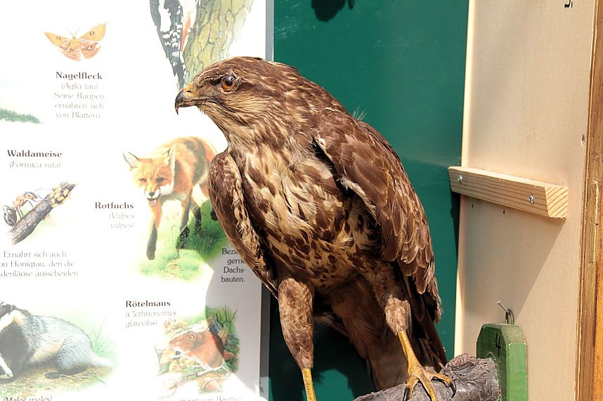 Herbstmarkt in Ilfeld