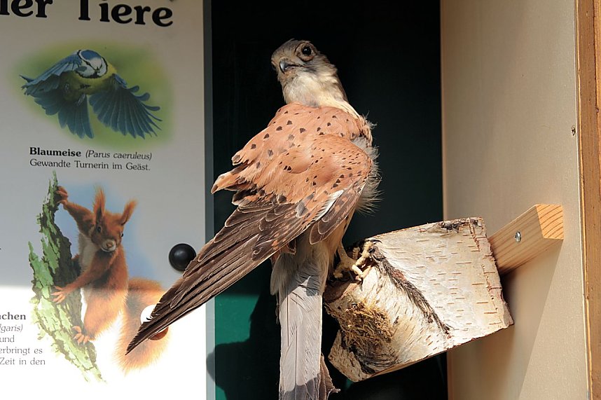 Herbstmarkt in Ilfeld