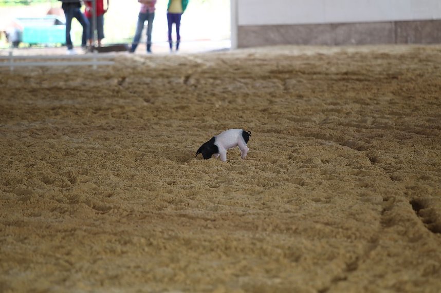 Besuch auf der Forst-Farm