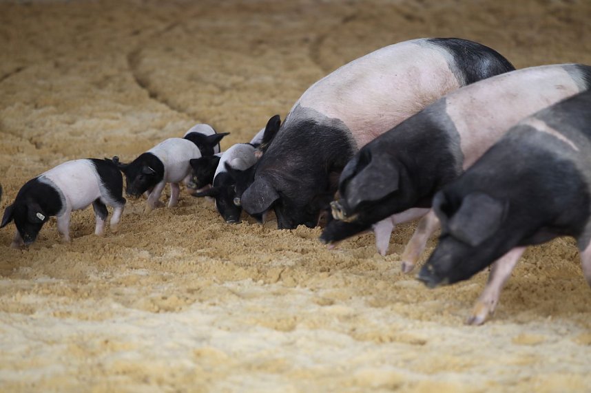 Besuch auf der Forst-Farm