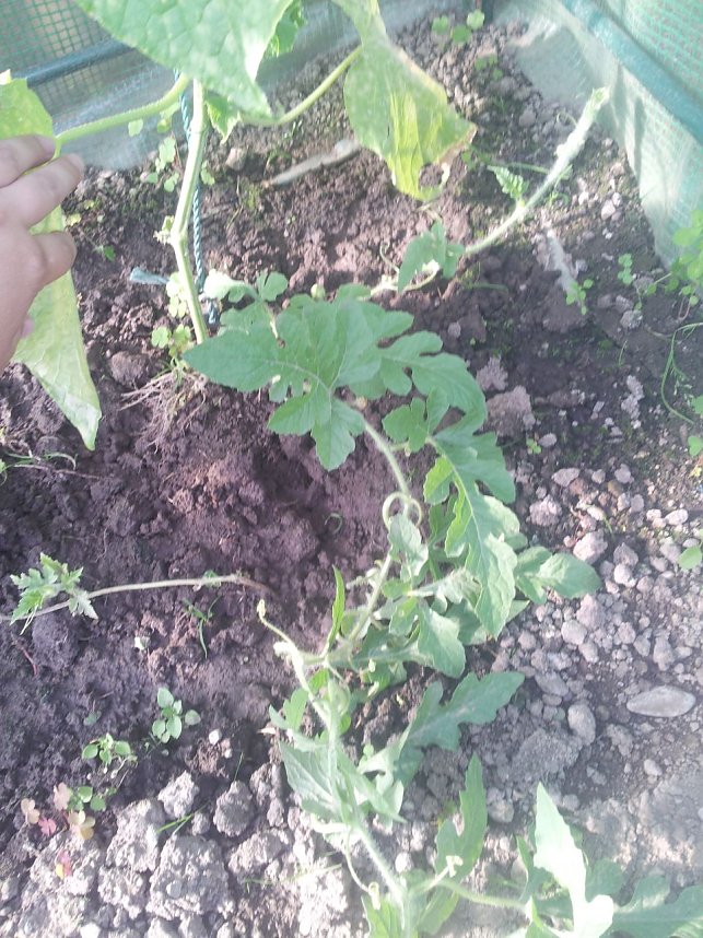 Der Werdegang einer Melone