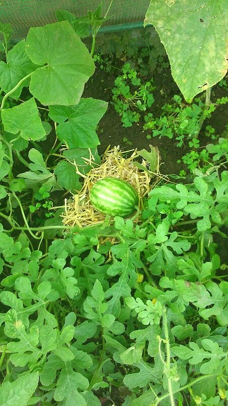 Der Werdegang einer Melone