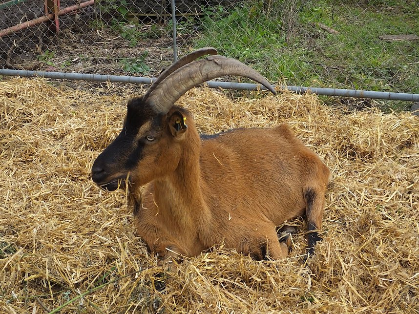 Erntedank in Benneckenstein