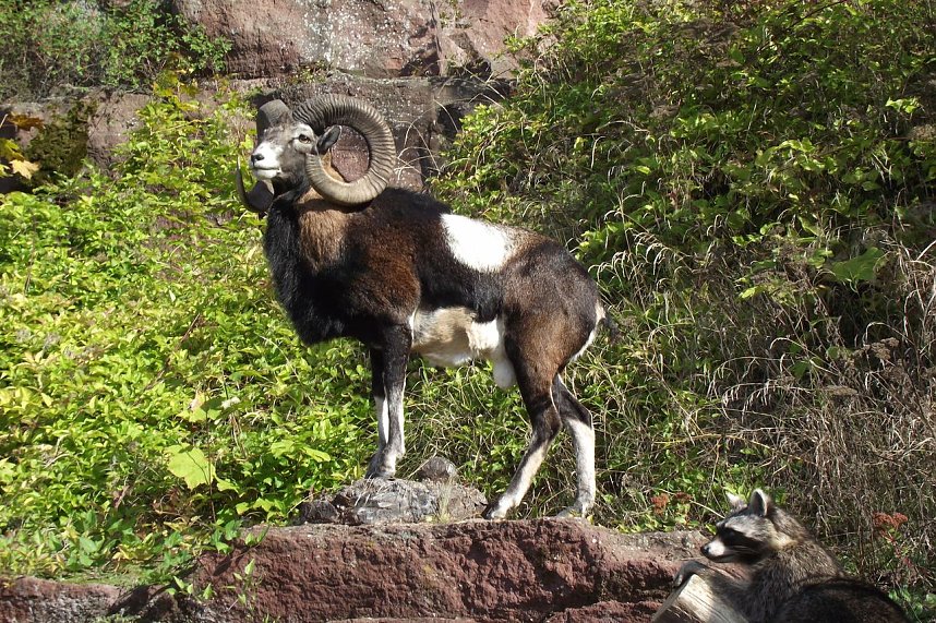 Jagdhornbl&auml;ser auf der Burg