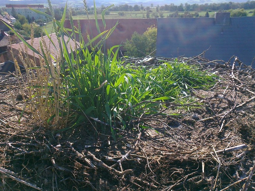 Nestputz in G&ouml;rsbach