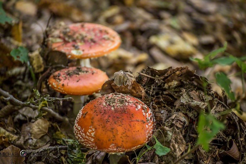 Herbst in Nordhausen