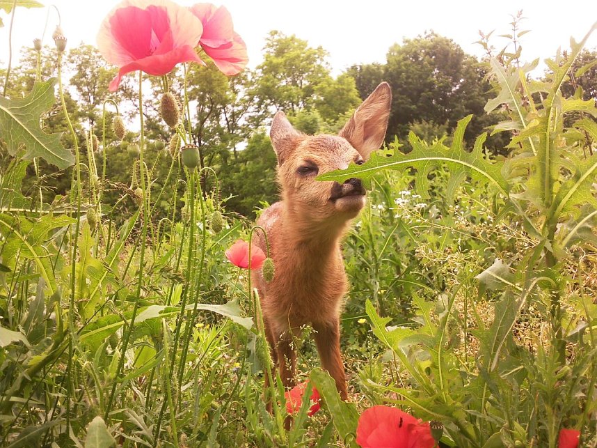 Mit der Flasche gro&szlig;gezogen