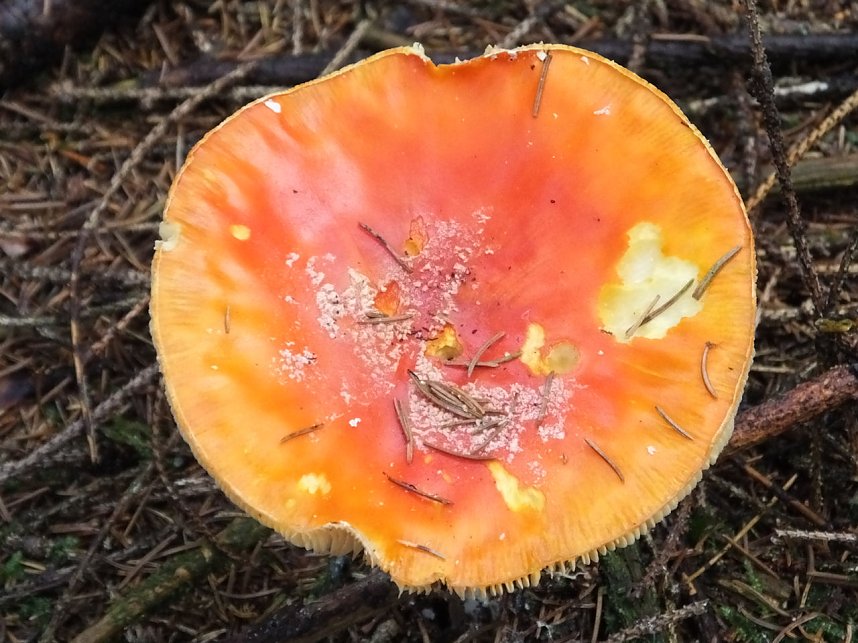 Von Benneckenstein nach Tanne