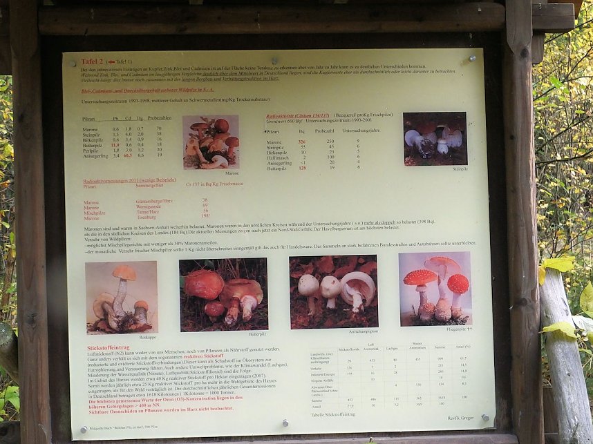 Von Benneckenstein nach Tanne