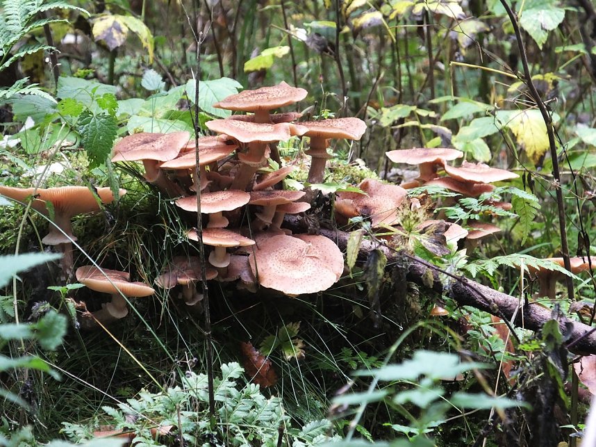 Von Benneckenstein nach Tanne