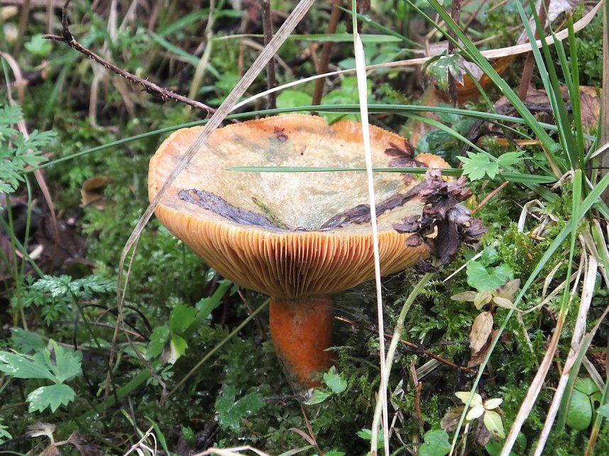 Von Benneckenstein nach Tanne