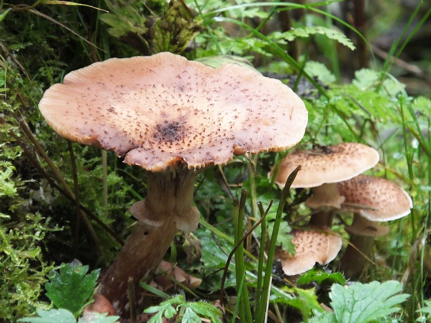 Von Benneckenstein nach Tanne