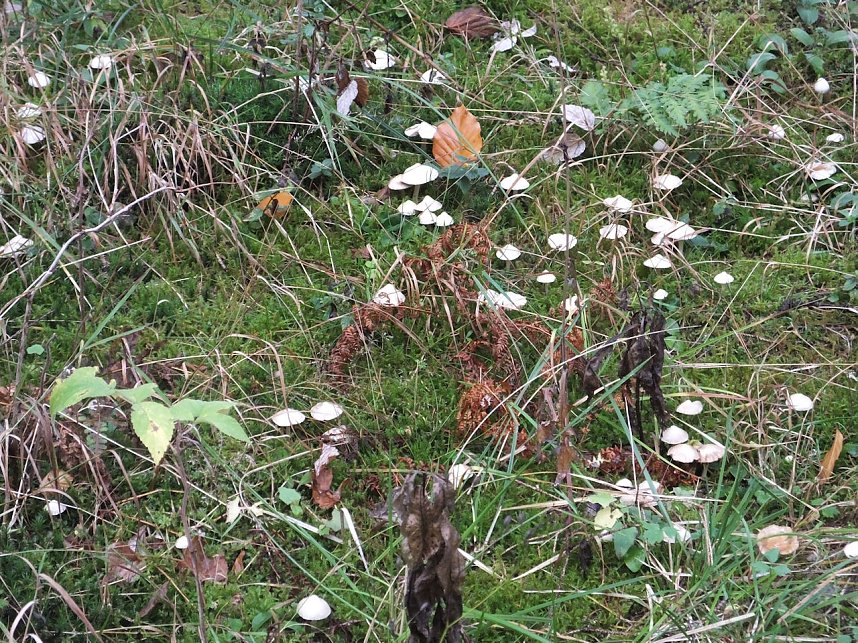 Von Benneckenstein nach Tanne