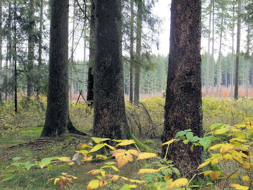 Von Benneckenstein nach Tanne