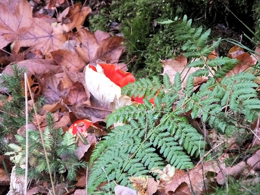 Von Benneckenstein nach Tanne