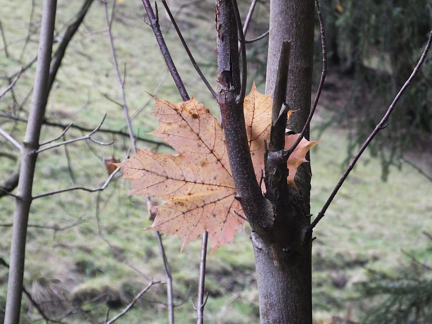 Von Benneckenstein nach Tanne