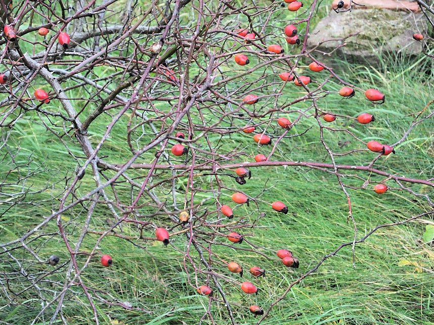 Von Benneckenstein nach Tanne