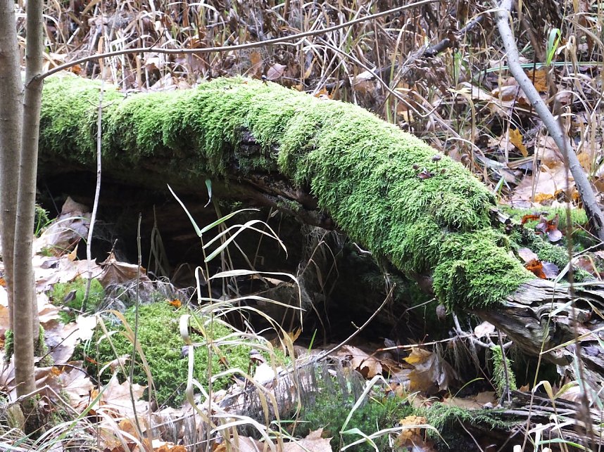 Von Benneckenstein nach Tanne