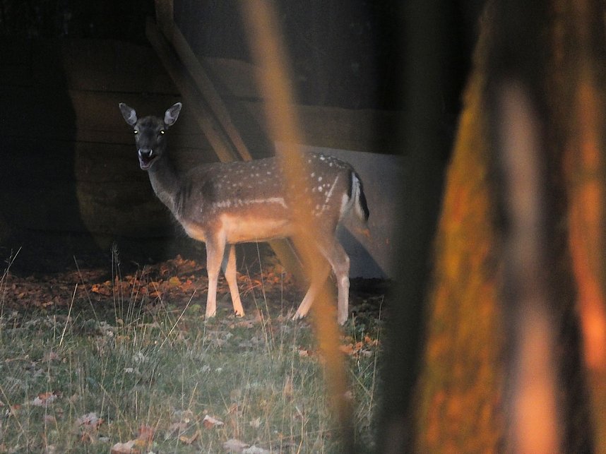 Von Benneckenstein nach Tanne
