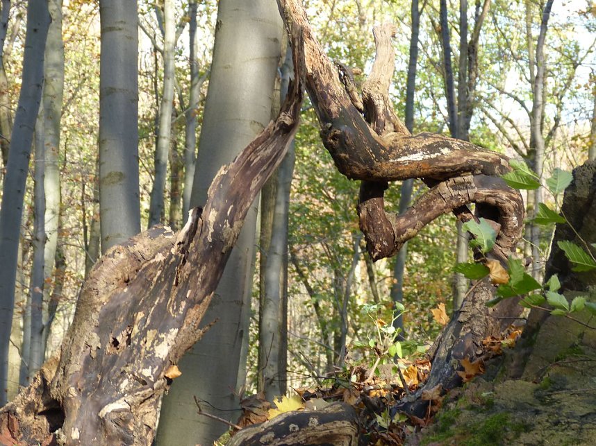 Wanderung zur Ebersburg