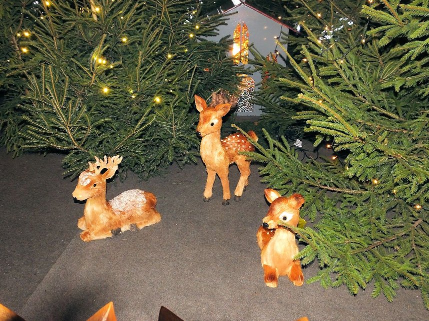 Besuch des Erfurter Weihnachtsmarktes