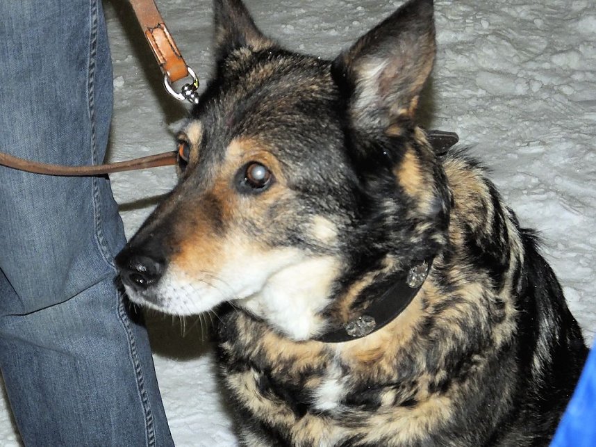 Weihnachtsmarkt in Benneckenstein