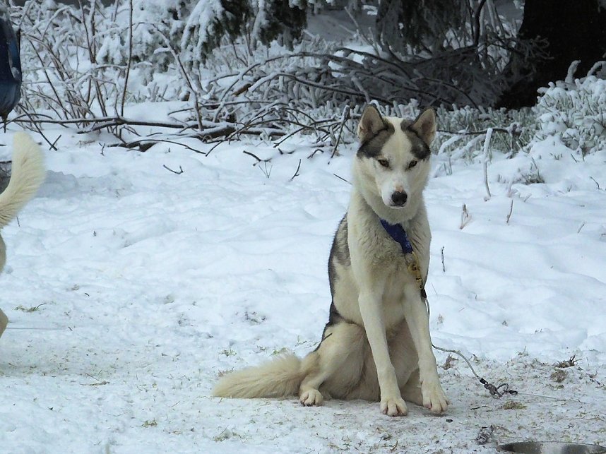 Schlittenhunderennen in Benneckenstein