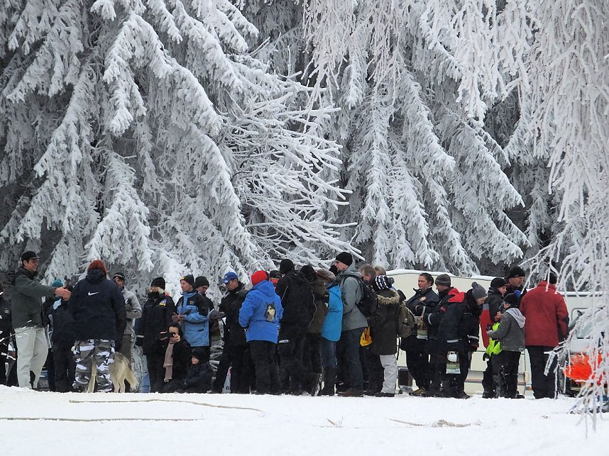 Schlittenhunderennen in Benneckenstein