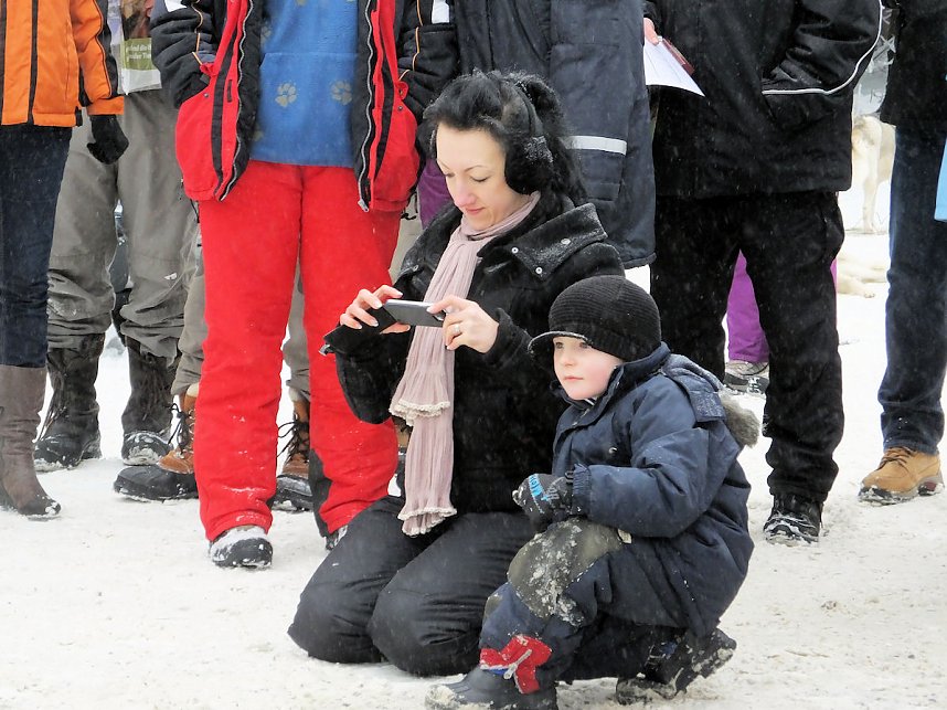 Schlittenhunderennen in Benneckenstein