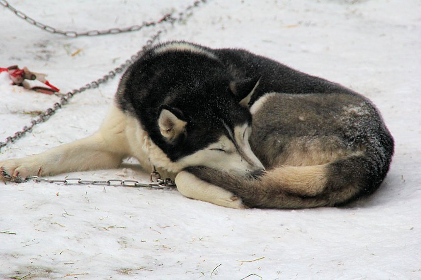 Schlittenhunderennen in Benneckenstein