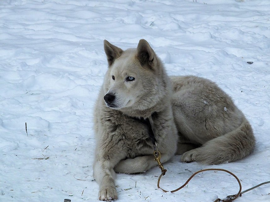 Schlittenhunderennen in Benneckenstein