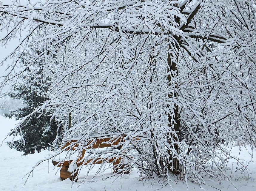 Schlittenhunderennen in Benneckenstein