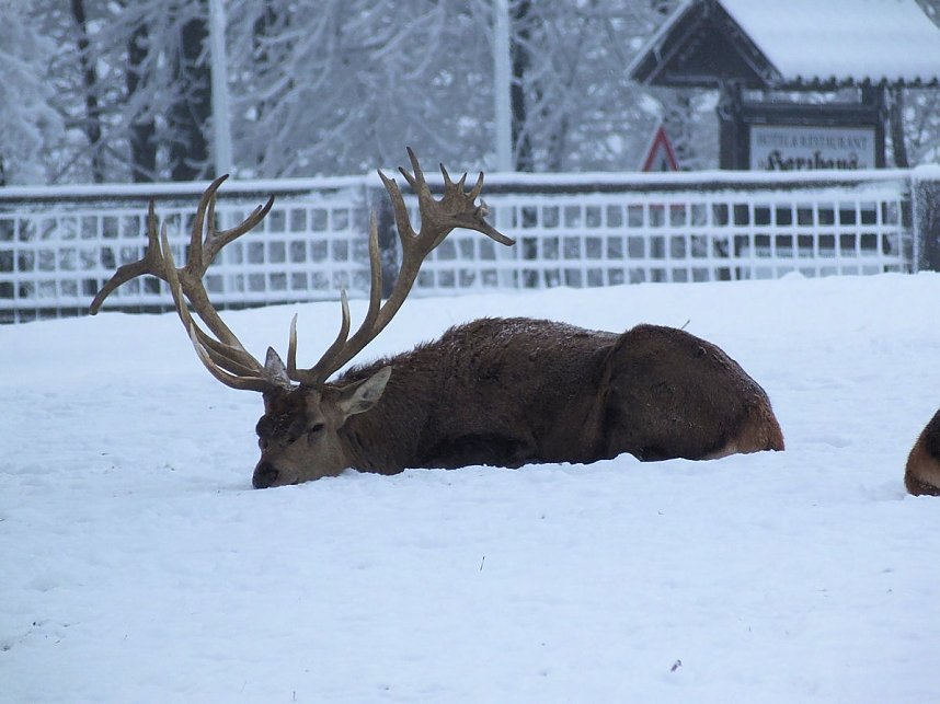 Der Oberharz am Brocken