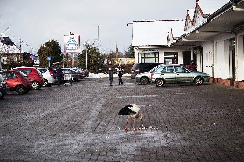 Der Aldi-Storch