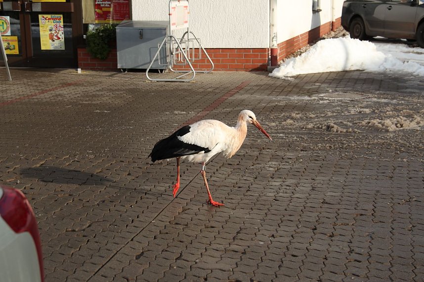 Der Aldi-Storch
