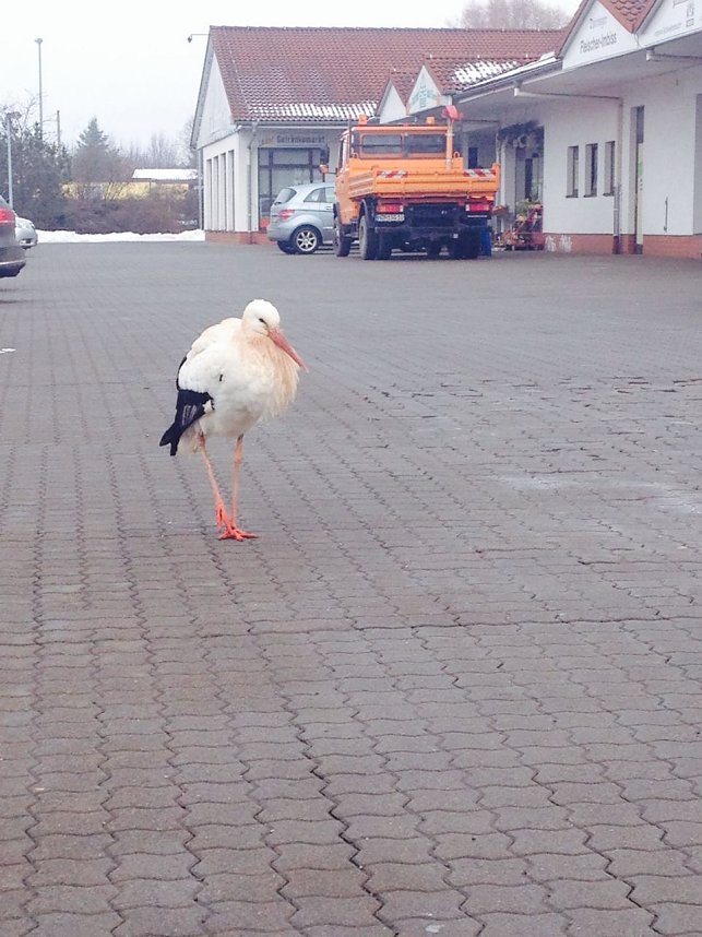 Klapperstorch in Nordhausen