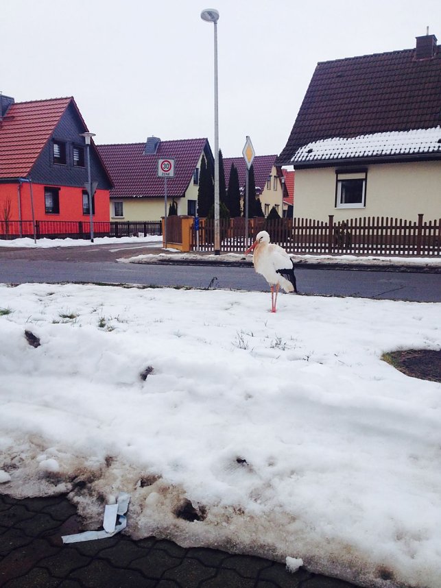 Klapperstorch in Nordhausen