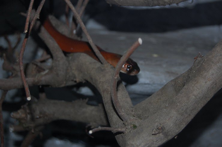 Nanderwanderung im  Nordh&auml;user Zoo nnz-City Scout on Tour