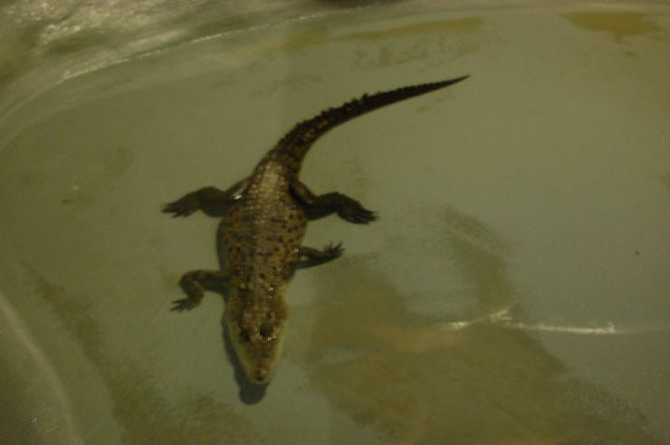 Nanderwanderung im  Nordh&auml;user Zoo nnz-City Scout on Tour