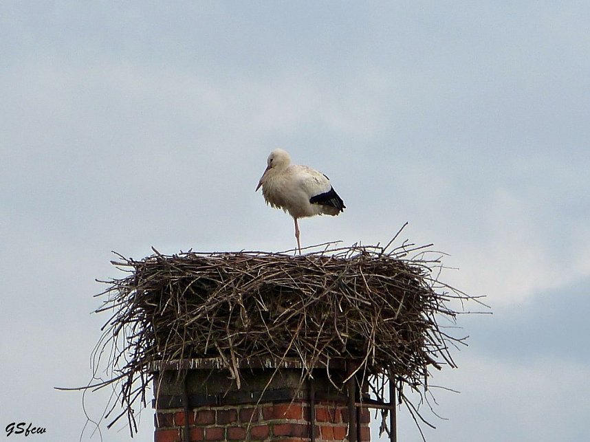 Der erste Storch in Windehausen