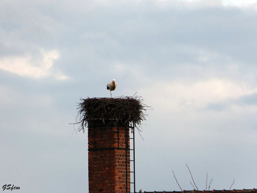 Der erste Storch in Windehausen