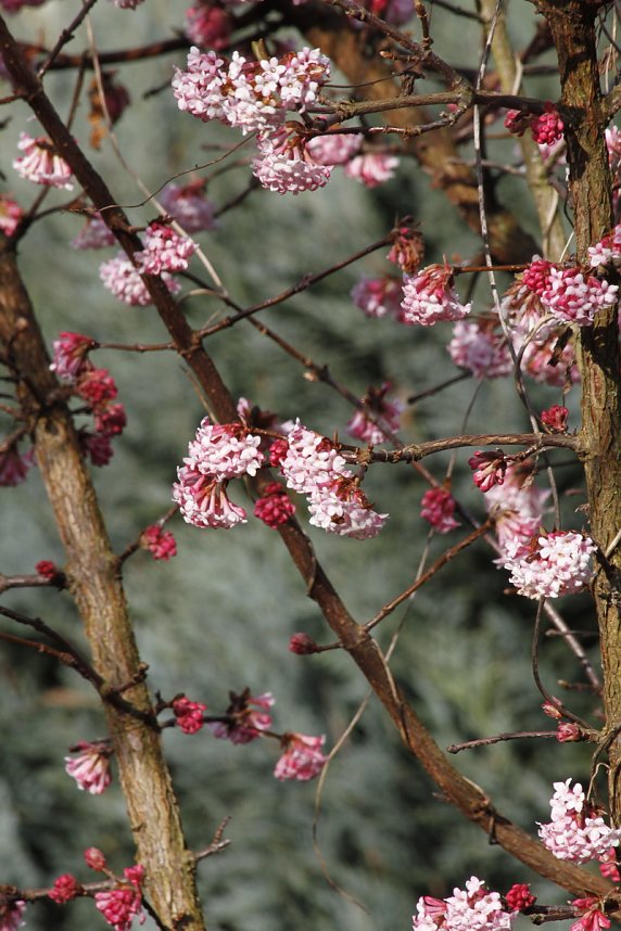 ... und Fr&uuml;hlings im (Mandel)baum