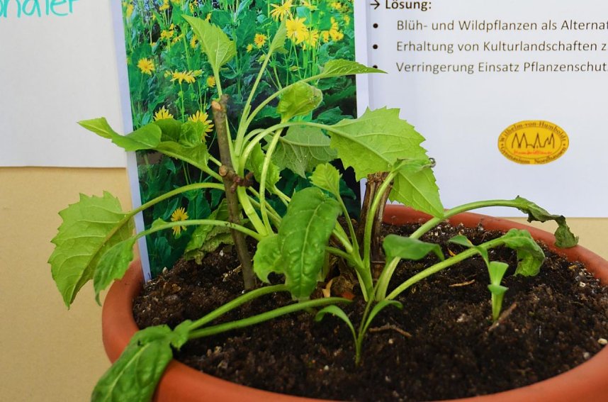 12. Regionalwettbewerb "JUGEND FORSCHT Nordth&uuml;ringen